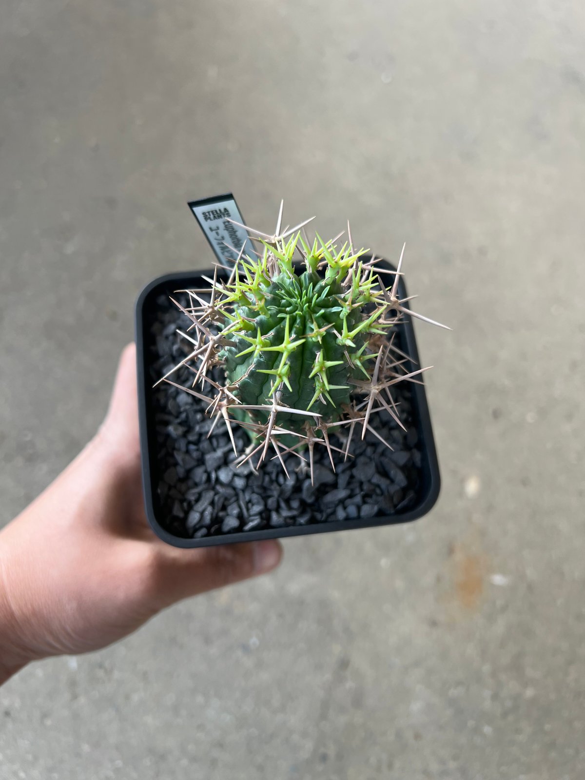 ユーフォルビア 群星冠1 | STELLA.PLANTS