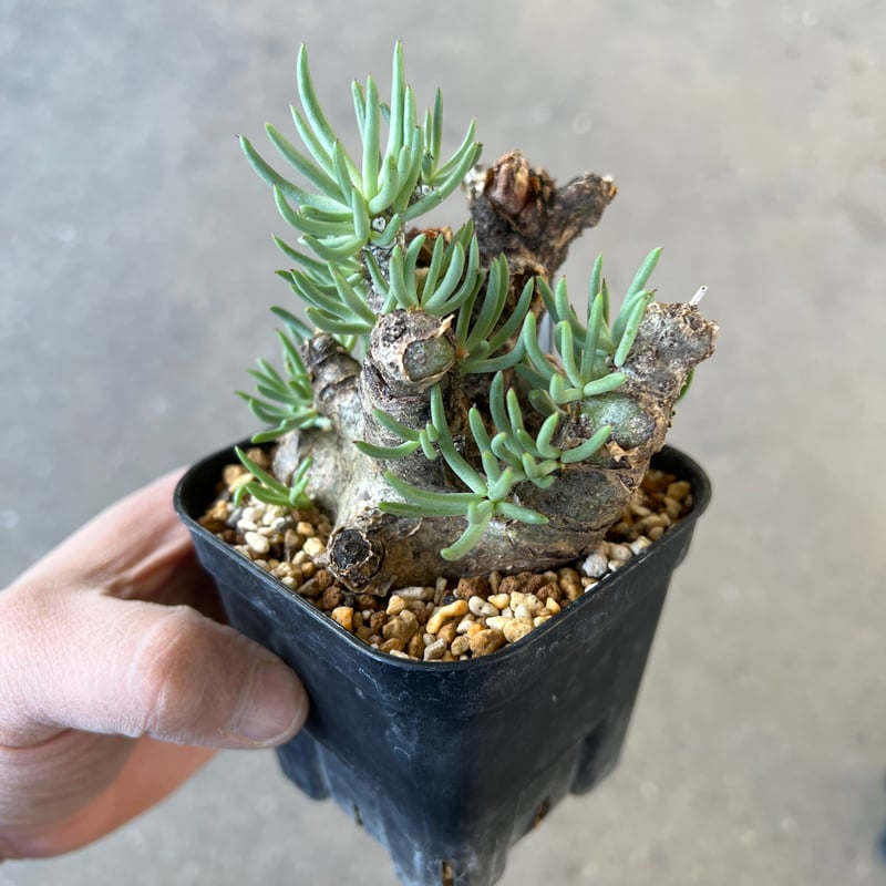チレコドン ペアルソニー | STELLA.PLANTS チレコドン ペアルソニー | STELLA.PLANTS