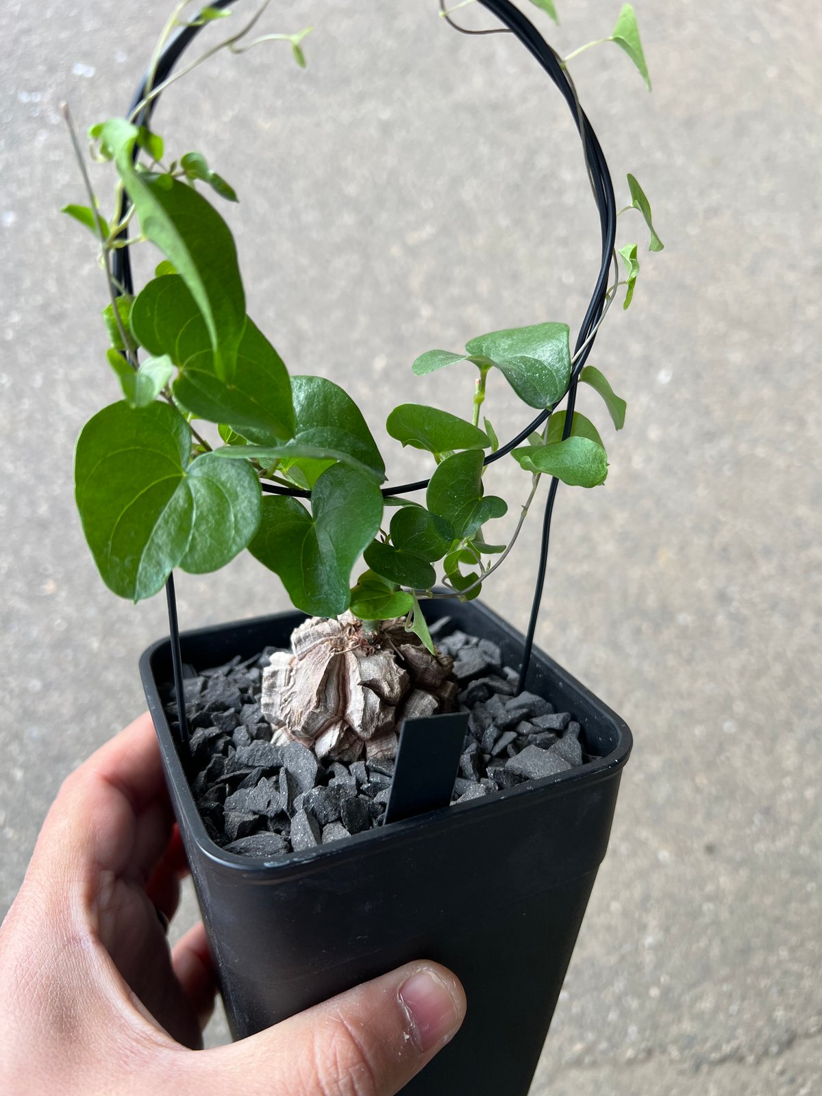 アフリカ亀甲竜 5 | STELLA.PLANTS