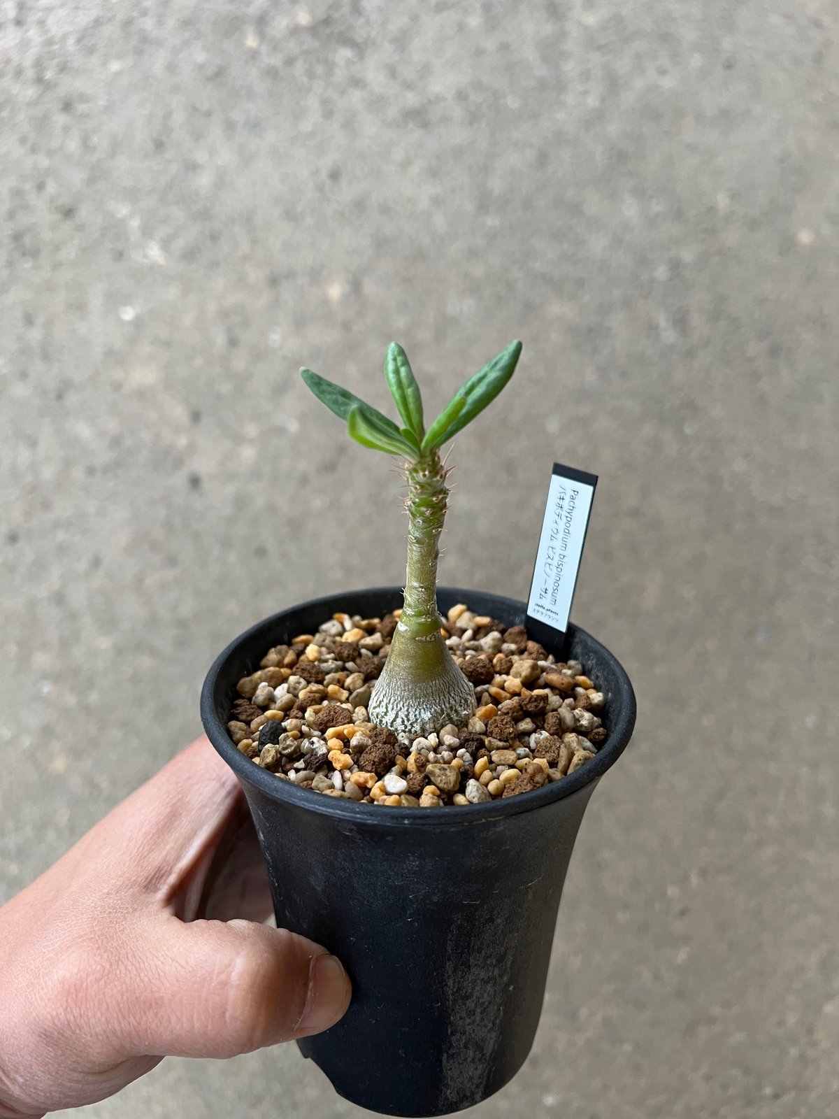 パキポディウム ビスピノーサム | STELLA.PLANTS パキポディウム ビスピノーサム | STELLA.PLANTS
