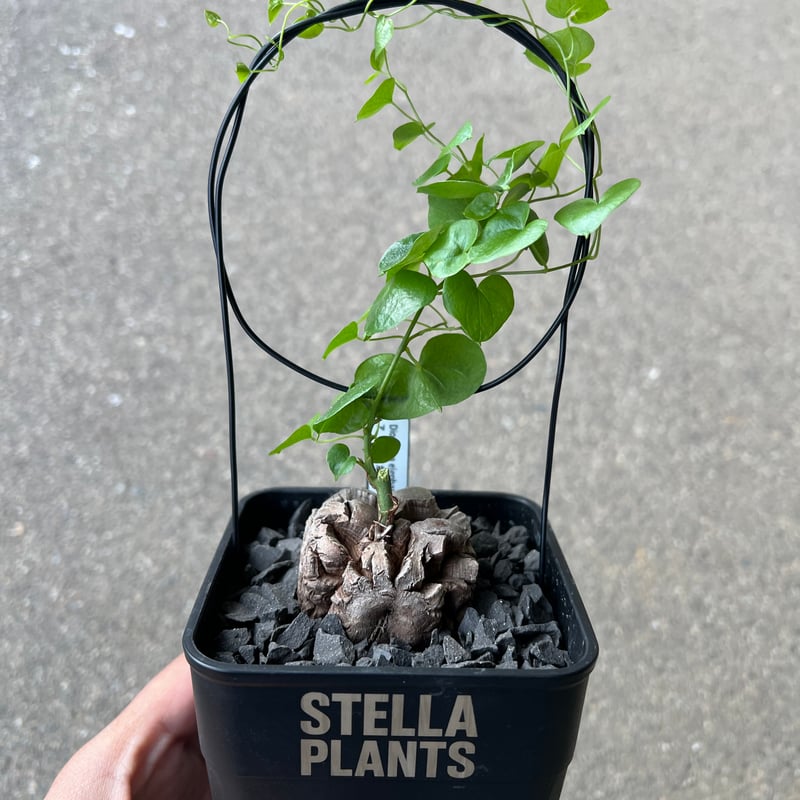 アフリカ亀甲竜 1 | STELLA.PLANTS