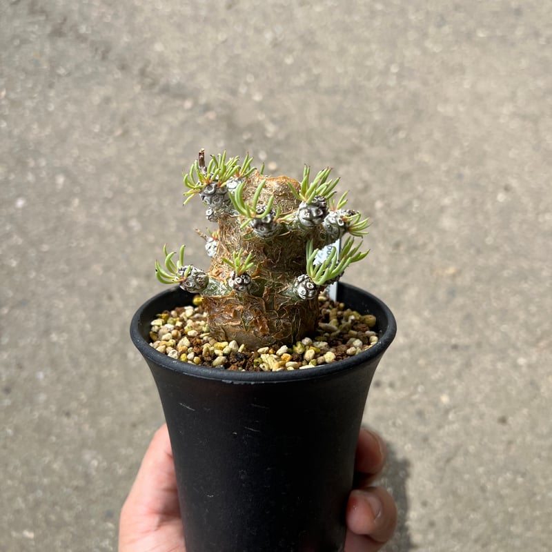 チレコドン ペアルソニー5 | STELLA.PLANTS