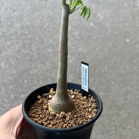 アデニア グラウカ4