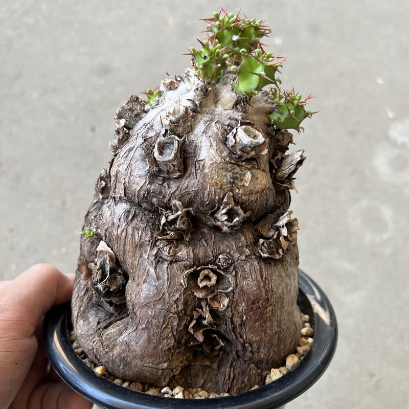 ユーフォルビア ムランジーナ | STELLA.PLANTS