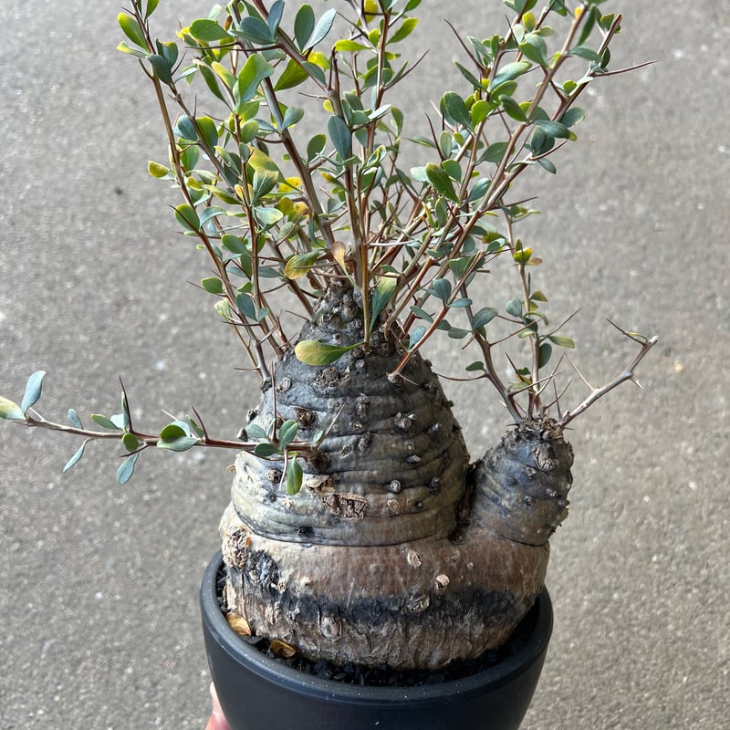 フォークイエリア コルムナリス 観峰玉 | STELLA.PLANTS