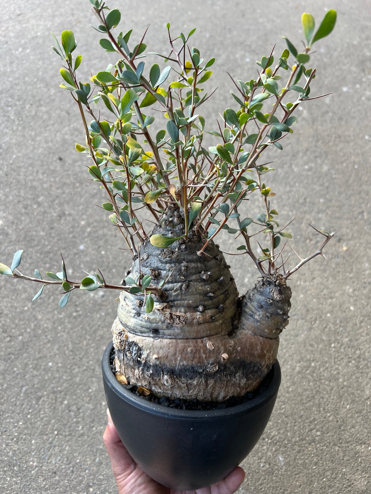フォークイエリア コルムナリス 観峰玉 | STELLA.PLANTS