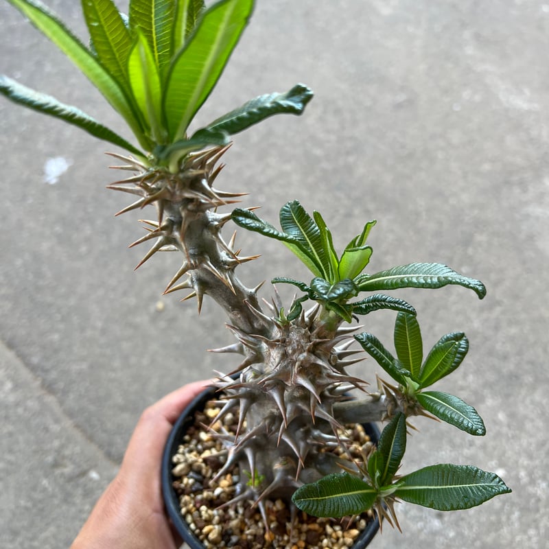 パキポディウム アンボンゲンセ 挿木 | STELLA.PLANTS パキポディウム アンボンゲンセ 挿木 | STELLA.PLANTS