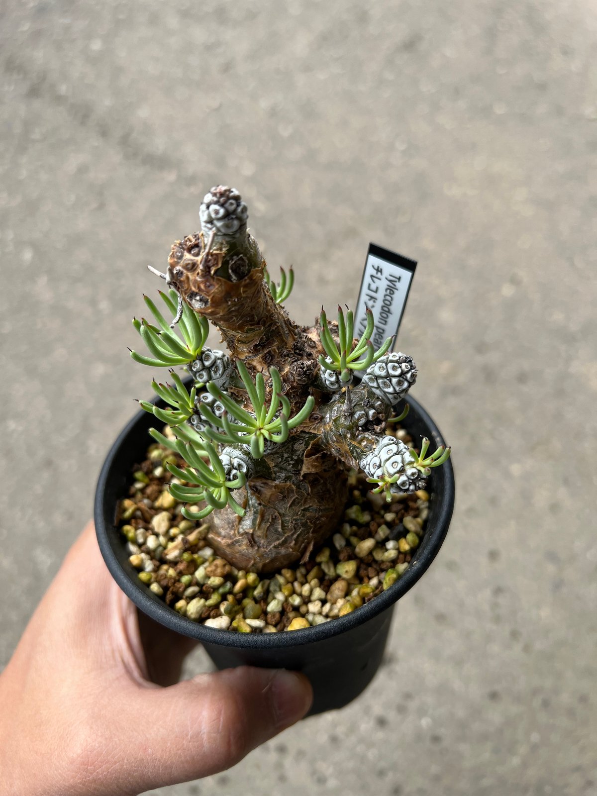 チレコドン　ペアルソニー　鉢ごと チレコドン ペアルソニー1 | STELLA.PLANTS