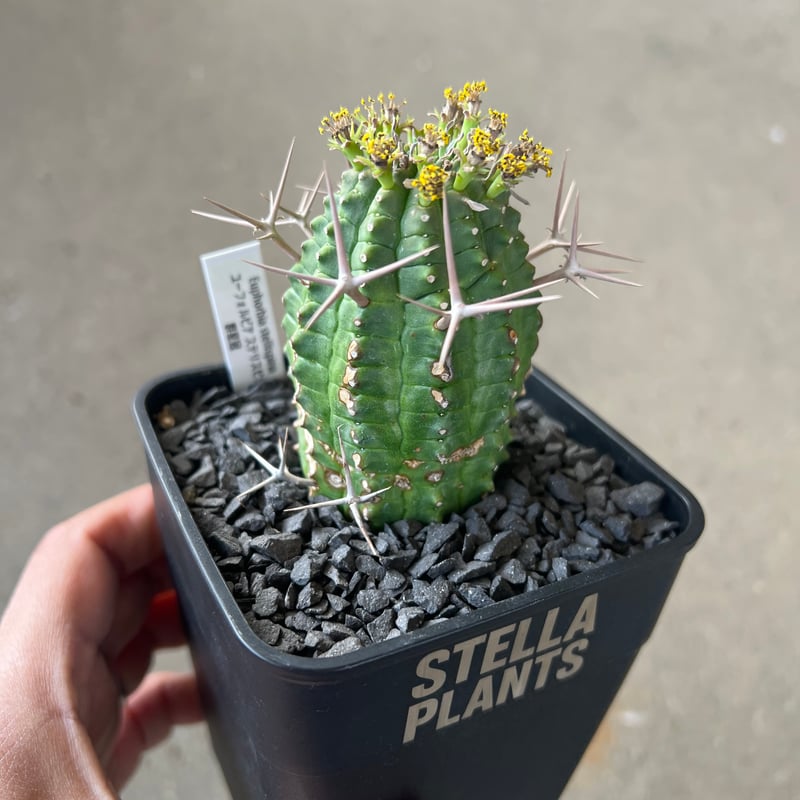 オアハカ実生「Polvo de estrellas(星屑)」超うねり・スタッズ ユーフォルビア 群星冠2 | STELLA.PLANTS
