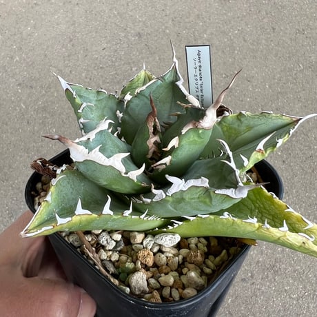 CATEGORY アガベ | STELLA.PLANTS