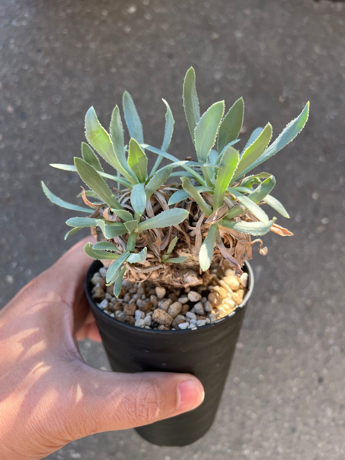 オトンナレトロルサ　現地株　発根済み othonna retrorsa《L size》※現地球発根済株※柔らかな🌱葉にぼってり