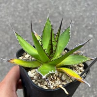 アガベ 曲刺八荒雷神 | STELLA.PLANTS