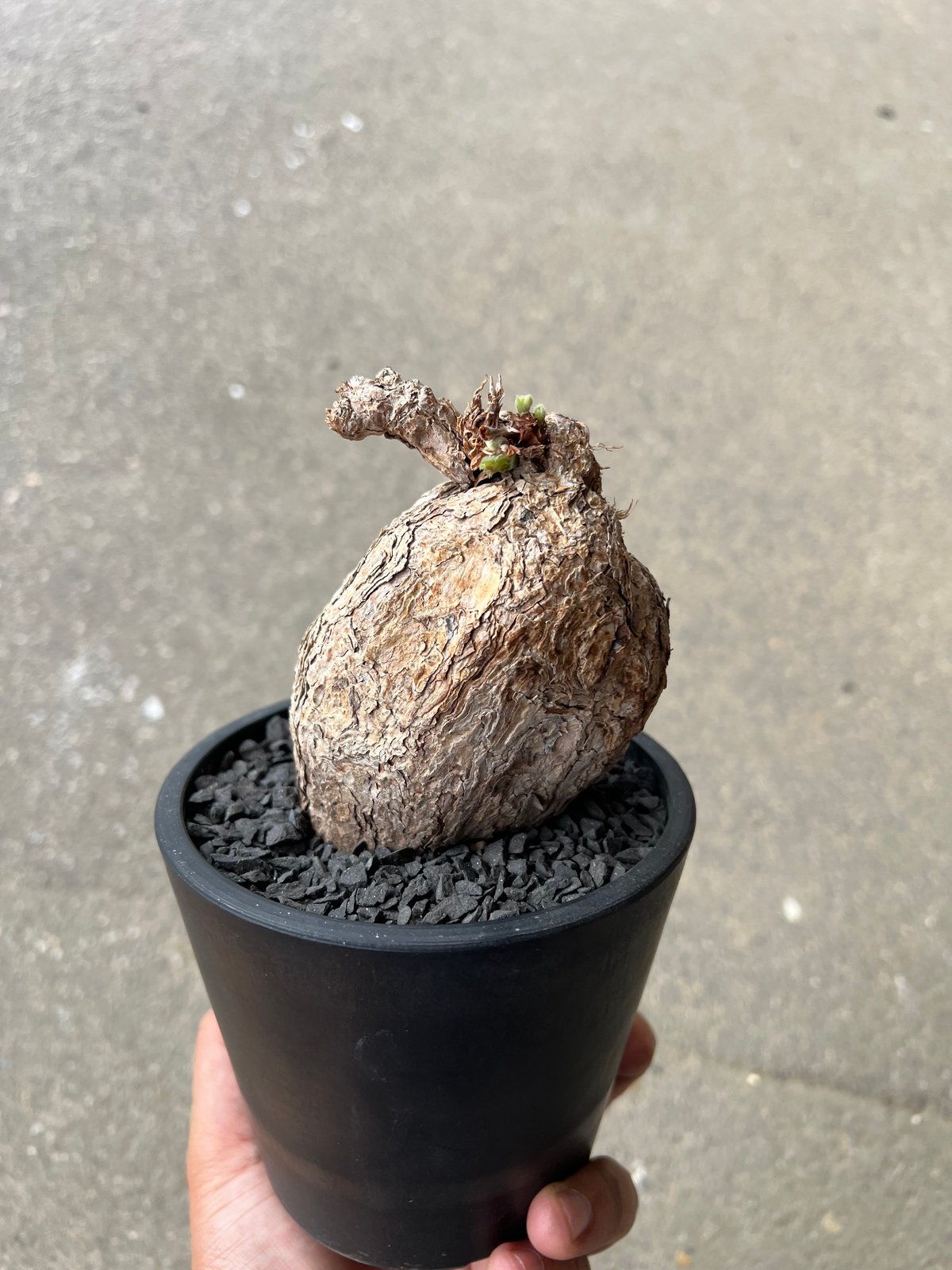 ペラルゴニウム トリステ　2 ペラルゴニウム トリステ | STELLA.PLANTS