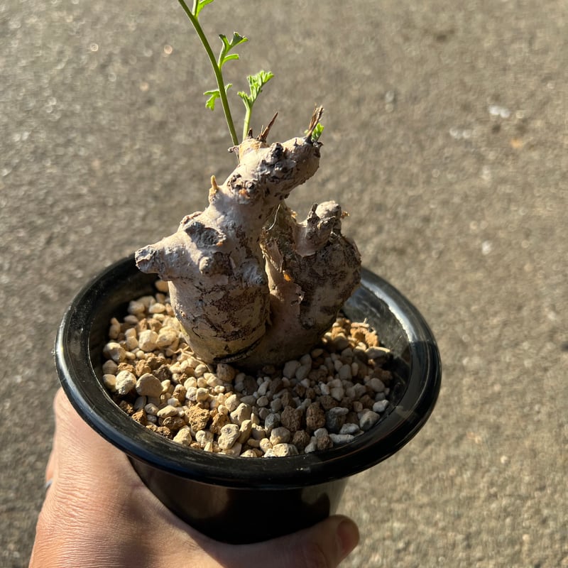 ペラルゴニウム セラトフィルム | STELLA.PLANTS