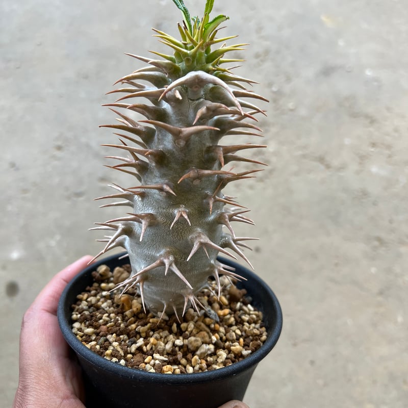 パキポディウム アンボンゲンセ | STELLA.PLANTS パキポディウム アンボンゲンセ | STELLA.PLANTS