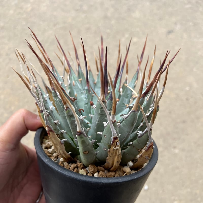 ユタエンシス エボリスピナ | STELLA.PLANTS