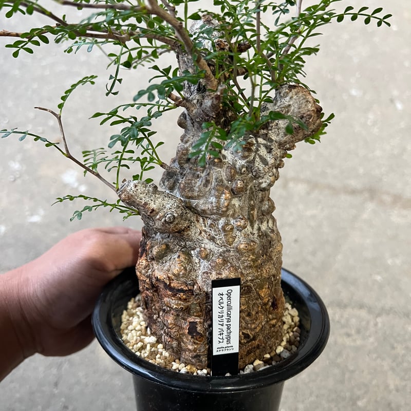 オベルカリアパキプス オベルカリアパキプス