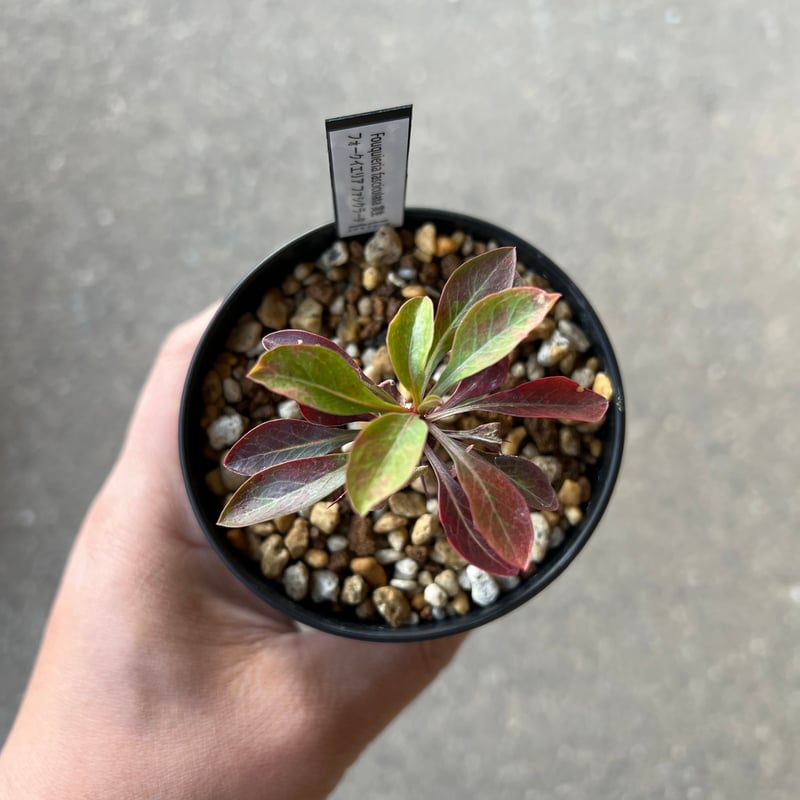 フォークイエリア ファシクラータ1 | STELLA.PLANTS フォークイエリア ファシクラータ1 | STELLA.PLANTS