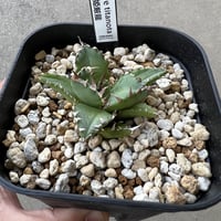 アガベ ホリダドワーフ カリフォルニア | STELLA.PLANTS