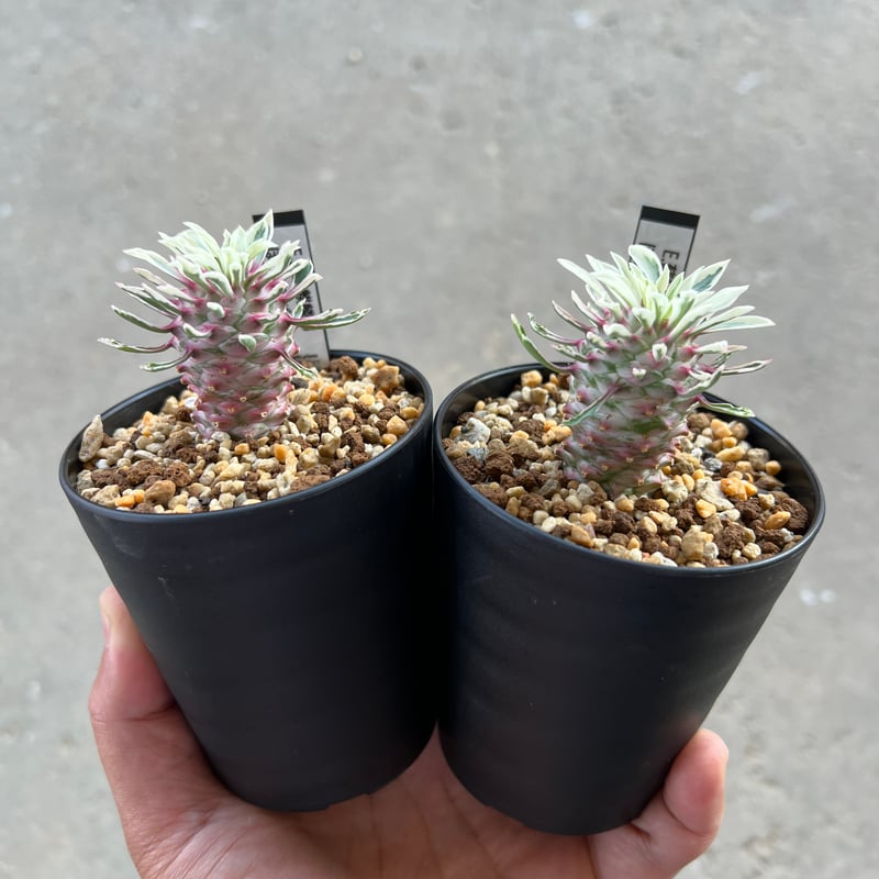 ユーフォルビア 蘇鉄麒麟錦 'ほほえみパイン' | STELLA.PLANTS