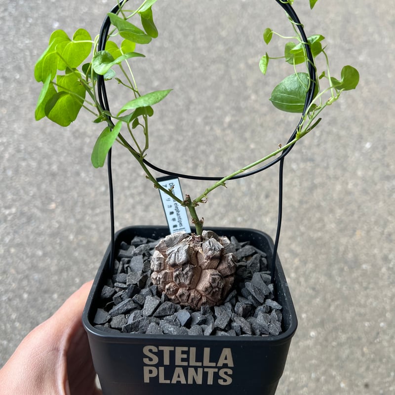 アフリカ亀甲竜 4 | STELLA.PLANTS