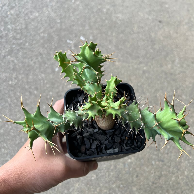 ユーフォルビア トルチラマ | STELLA.PLANTS