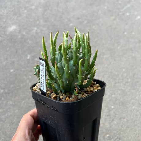 ユーフォルビア スコエランディ 闘牛角 1