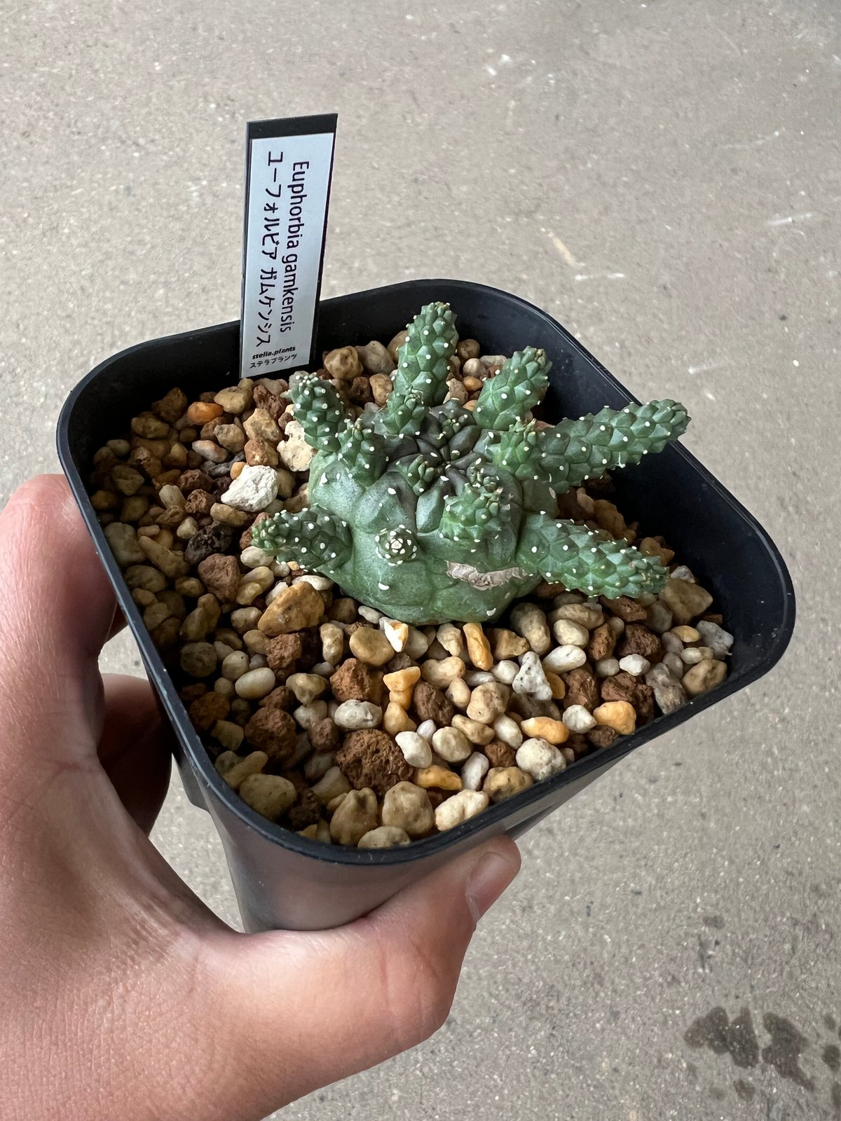 1514ユーフォルビア ガムケンシス 実生Euphorbia gamkensis ユーフォルビア・ガムケンシスの実生、成長記録（2020年9月