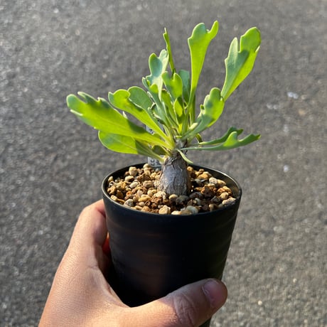 スタインコフ | STORES