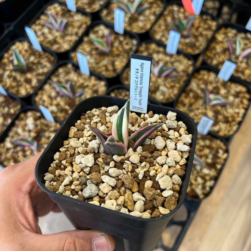 アガベ Agave スナグルトゥース 子株付き 取り付き アガベ Agave スナグルトゥース 子株付き 取り付き