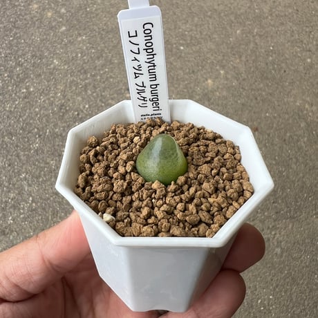 CATEGORY 多肉植物 | STELLA.PLANTS