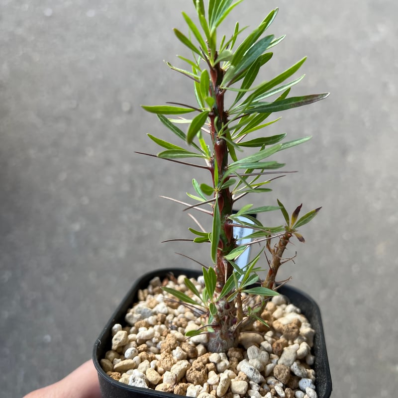 フォークイエリア プルプシー3 | STELLA.PLANTS フォークイエリア プルプシー3 | STELLA.PLANTS