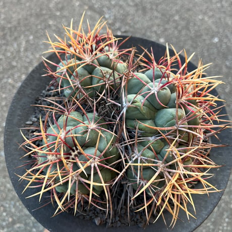 テロカクタス 緋冠竜