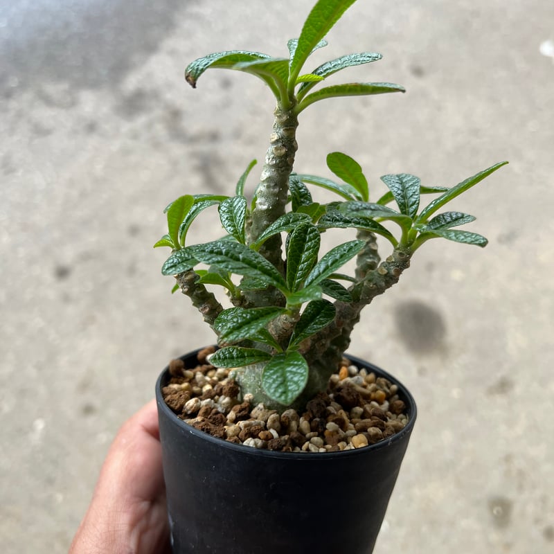 ドルステニア ギガス 輸入株 美株 大株 ドルステニア ギガス 輸入株 美株 大株