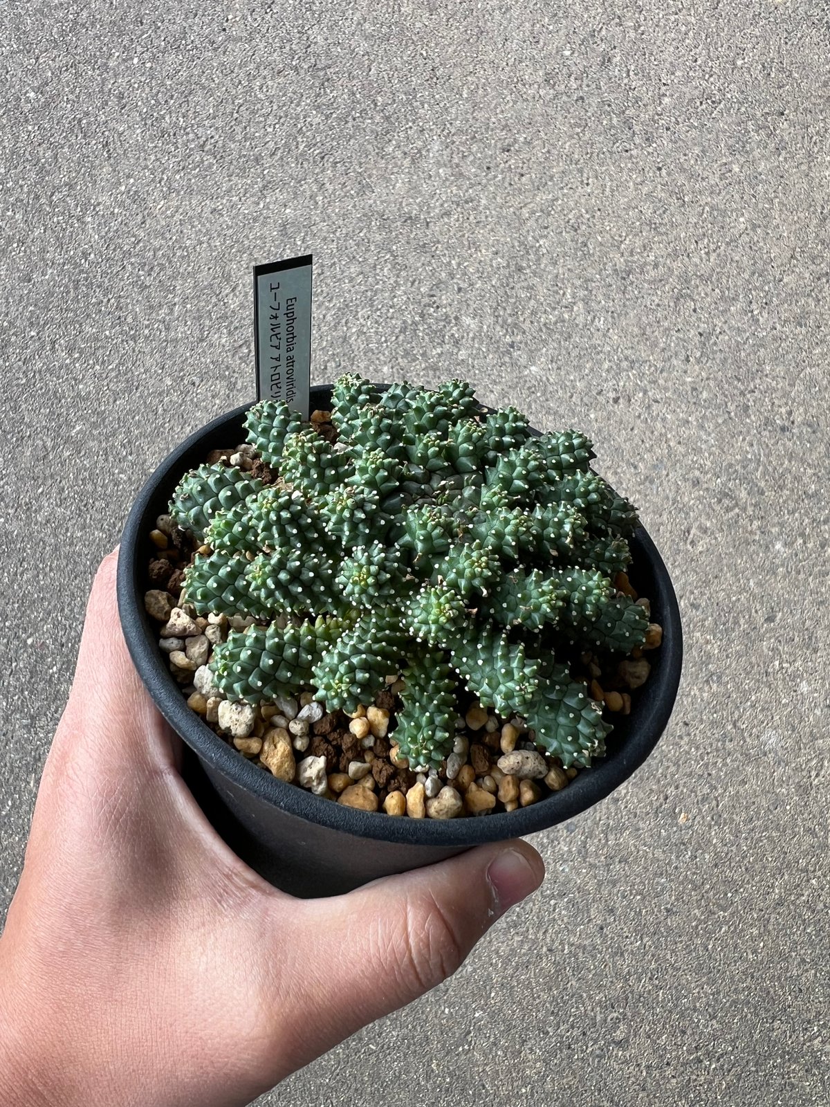 ユーフォルビア アトロビリディス 2 | STELLA.PLANTS