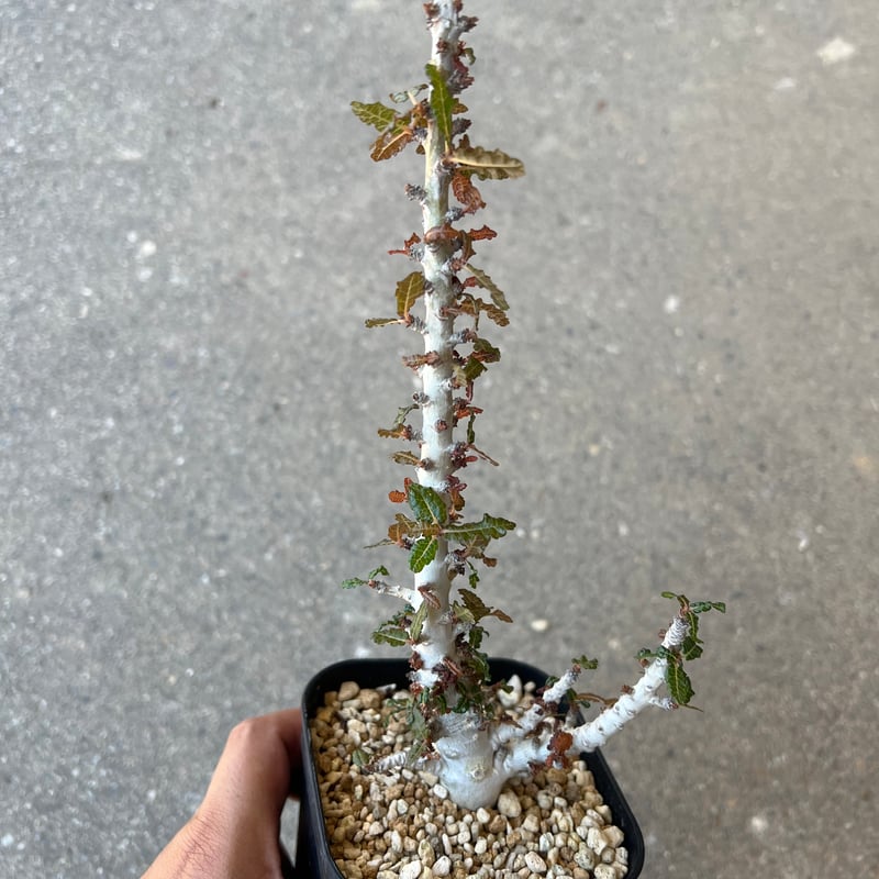 ボスウェリア ポポビアナ e36100afcad67c1087fbe7f7458245