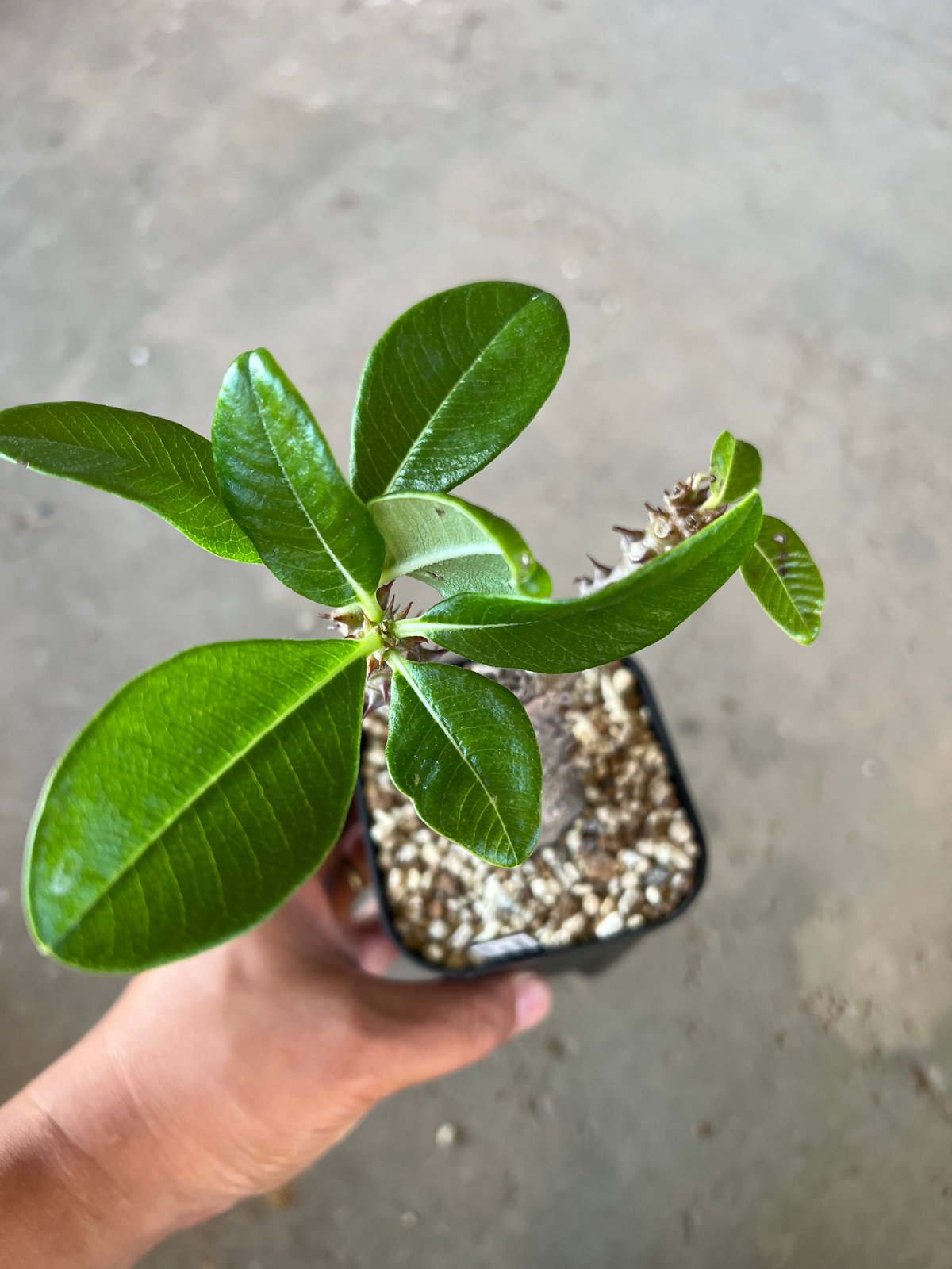 パキポディウム ウィンゾリー型フィギュア「Winzorar」（グレー） パキポディウム ウィンゾリー1 | STELLA.PLANTS