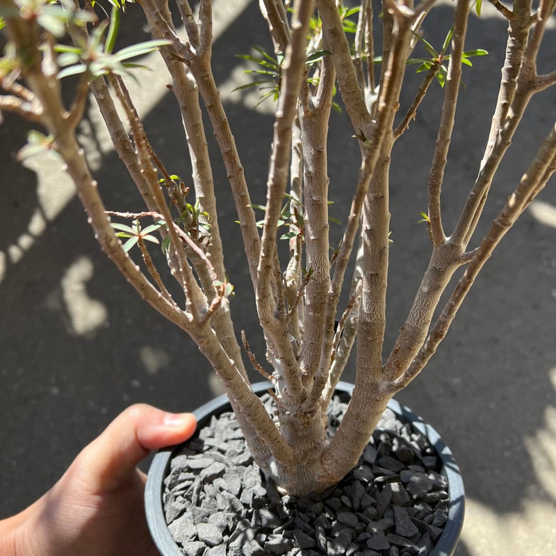 ユーフォルビア バルサミフェラ | STELLA.PLANTS ユーフォルビア バルサミフェラ | STELLA.PLANTS