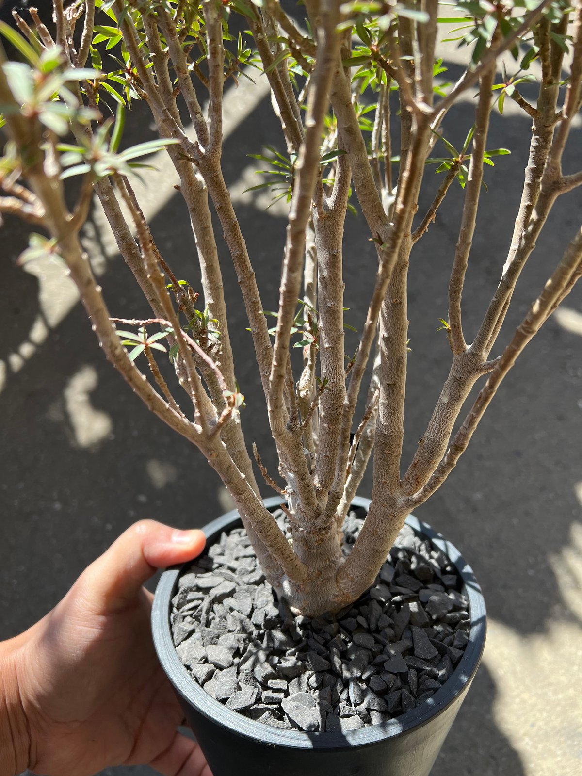 ユーフォルビア バルサミフェラ | STELLA.PLANTS