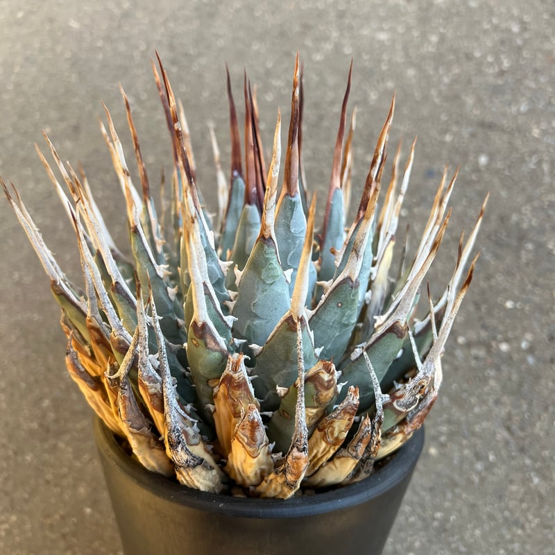 ユタエンシス　エボリスピナ ユタエンシス エボリスピナ 5寸鉢サイズ | STELLA.PLANTS