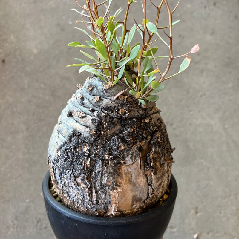 フォークイエリア コルムナリス 観峰玉 | STELLA.PLANTS フォークイエリア コルムナリス 観峰玉 | STELLA.PLANTS