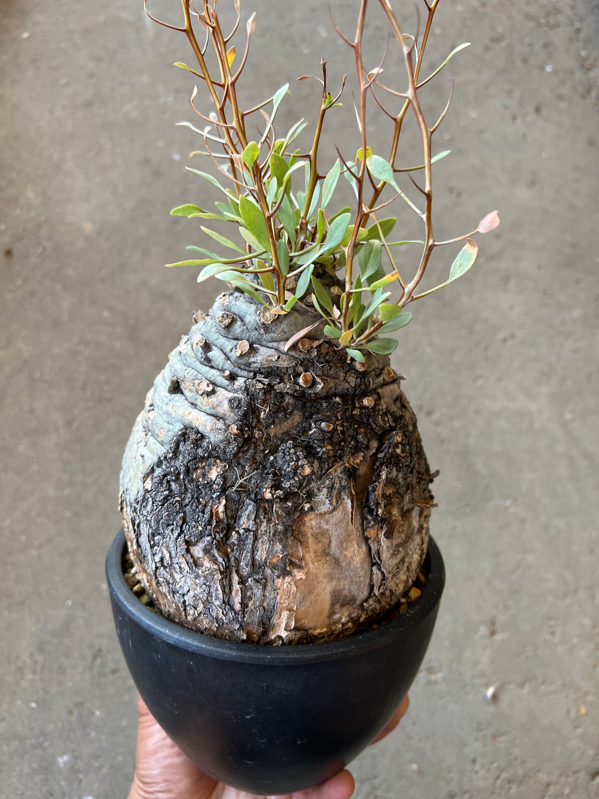 フォークイエリア コルムナリス 観峰玉 | STELLA.PLANTS フォークイエリア コルムナリス 観峰玉 | STELLA.PLANTS