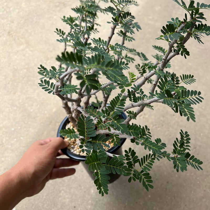 センナ メリディオナリス　発根済み センナ：メリディオナリス（発根済み） 4号23-10 の通販 | 園芸