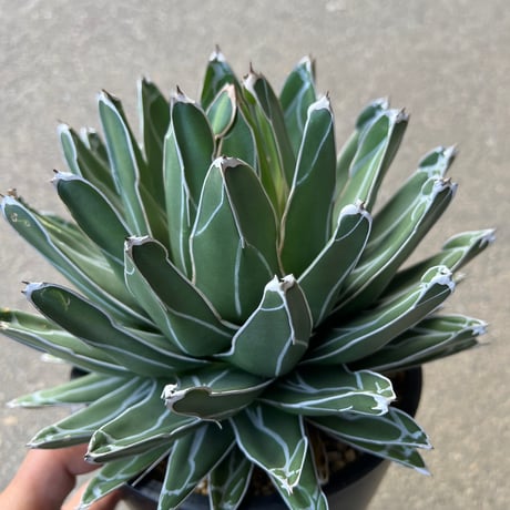 Agave 笹の雪