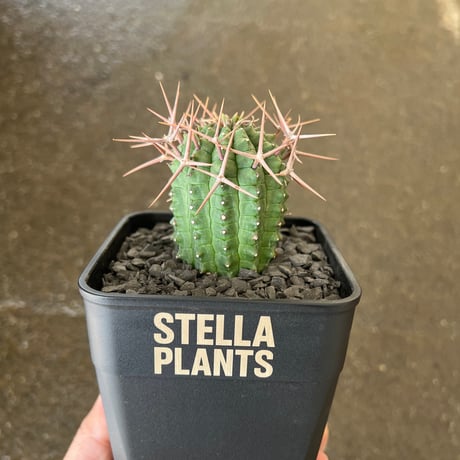 アイテム | STELLA.PLANTS