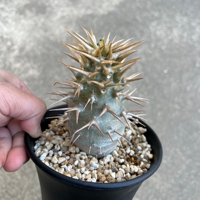 パキポディウム アンボンゲンセ | STELLA.PLANTS パキポディウム アンボンゲンセ | STELLA.PLANTS