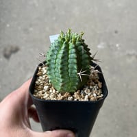 ブーファン ハエマンソイデス | STELLA.PLANTS ブーファン ハエマンソイデス | STELLA.PLANTS