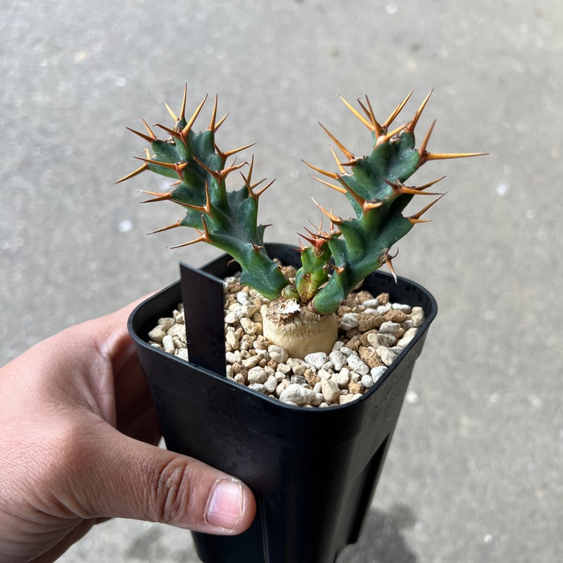 ユーフォルビア ホリダ ユーフォルビア クラビゲラ 2点セット販売 パドー 楽天市場】□多肉植物□ ユーフォルビア ホリダ×バリダ