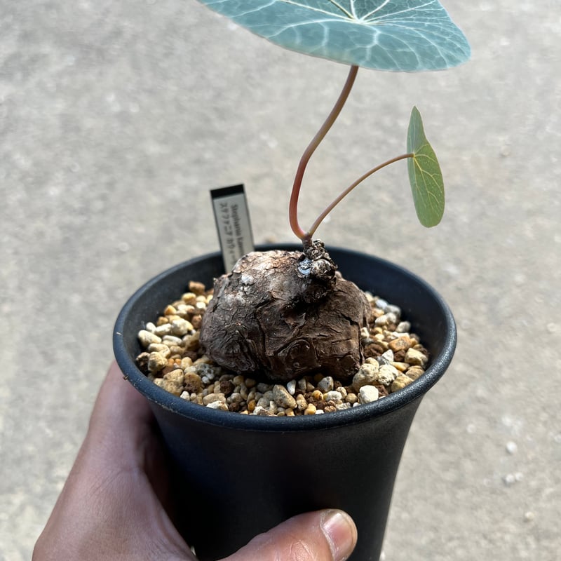 ＿*_様 極美株/塊根植物】ステファニア カウィーサキー　セレクト株　微発根 ＿*_様 極美株/塊根植物】ステファニア カウィーサキー セレクト
