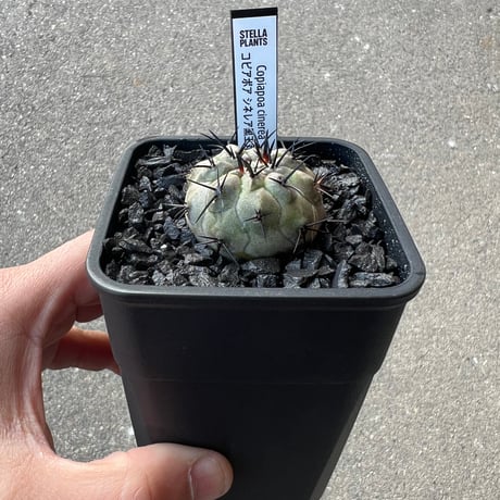その他観葉植物 stella STELLA.PLANTS
